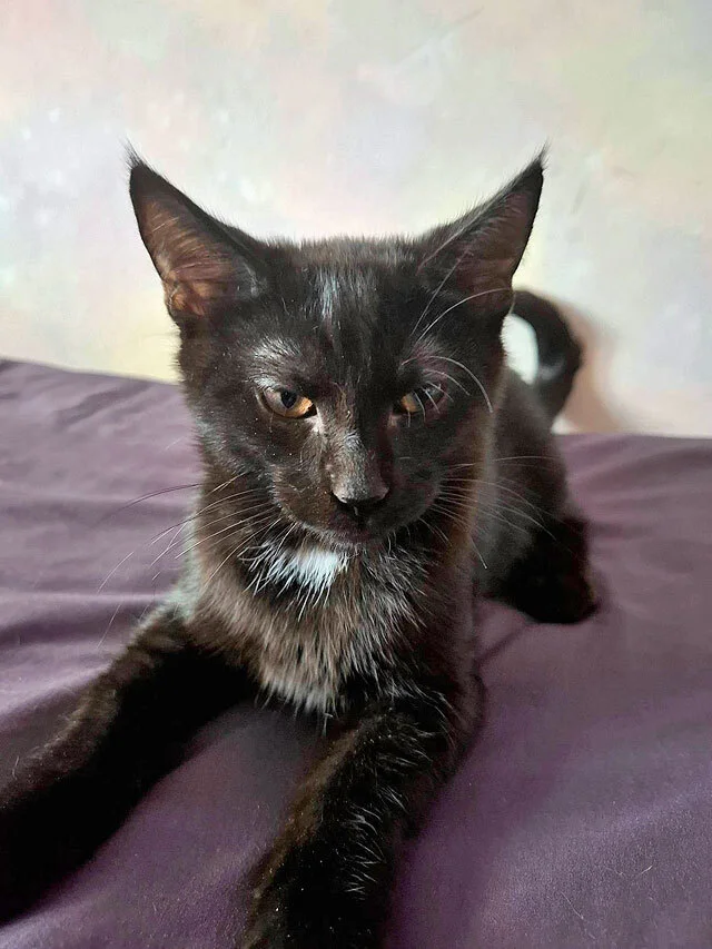 The most wonderful kittens are looking for a home. - In good hands, Moscow, Moscow region, cat, Kittens, Bengal cat, Maine Coon, Tricolor cat, No rating, Longpost