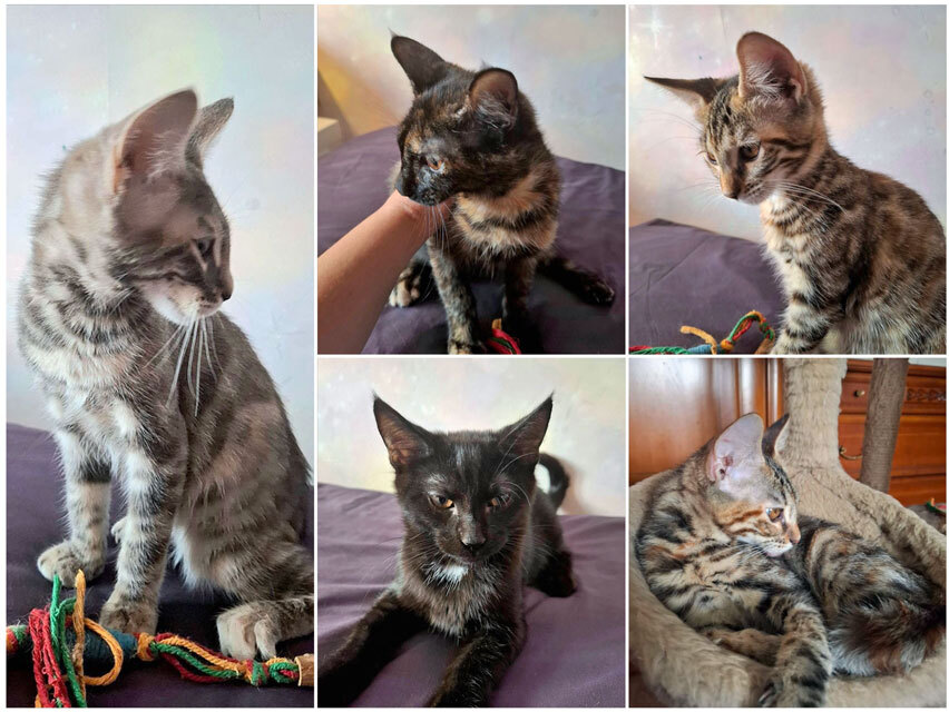 The most wonderful kittens are looking for a home. - In good hands, Moscow, Moscow region, cat, Kittens, Bengal cat, Maine Coon, Tricolor cat, No rating, Longpost