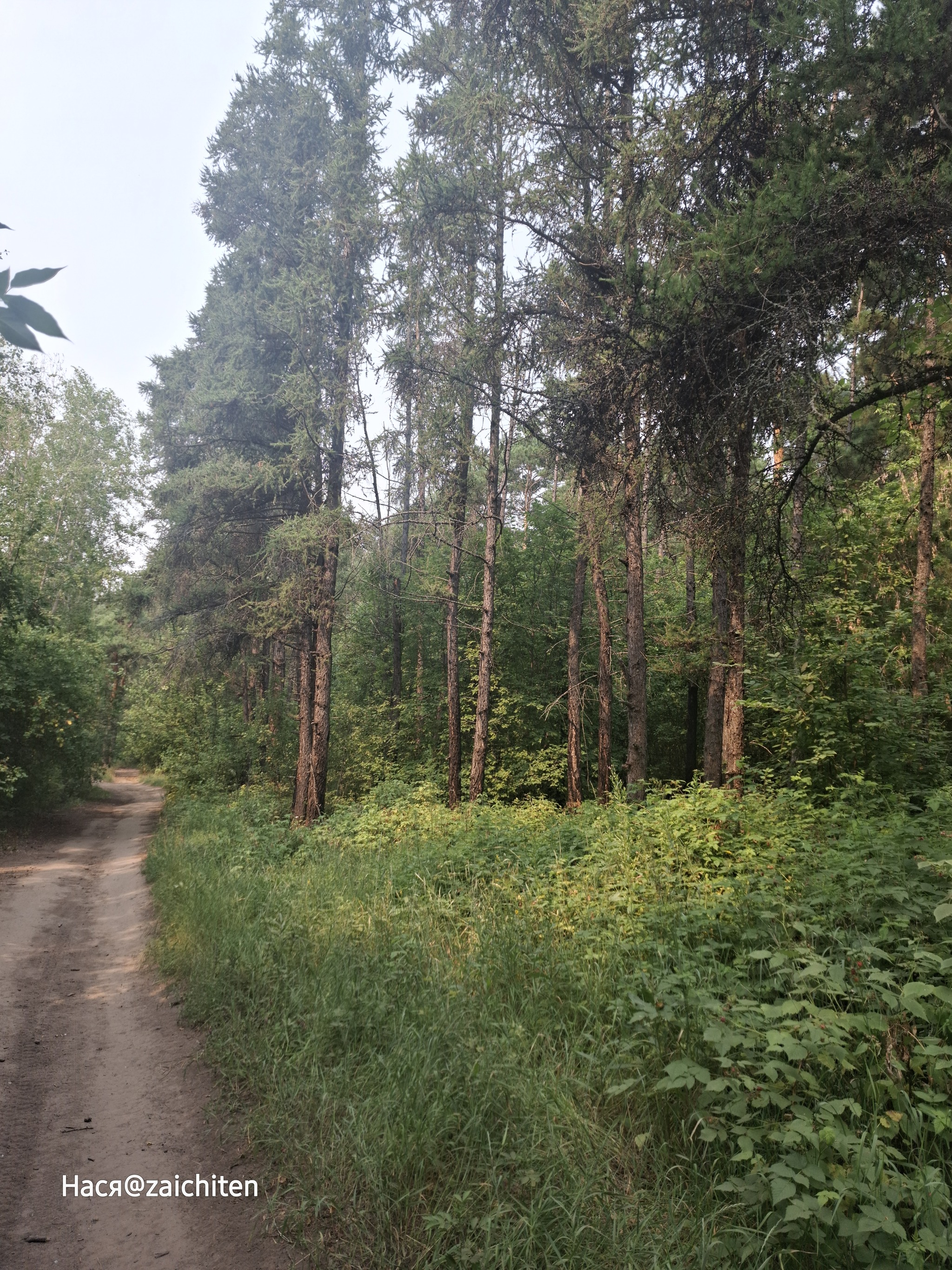 Cycling is addictive - My, Nature, Bike ride, Grace, Longpost