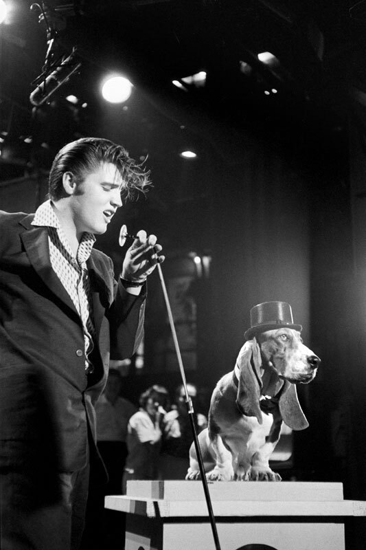 Элвис исполняет "You Ain't Nothing But a Hound Dog". Steve Allen Show, Нью-Йорк, 1 июля 1956.