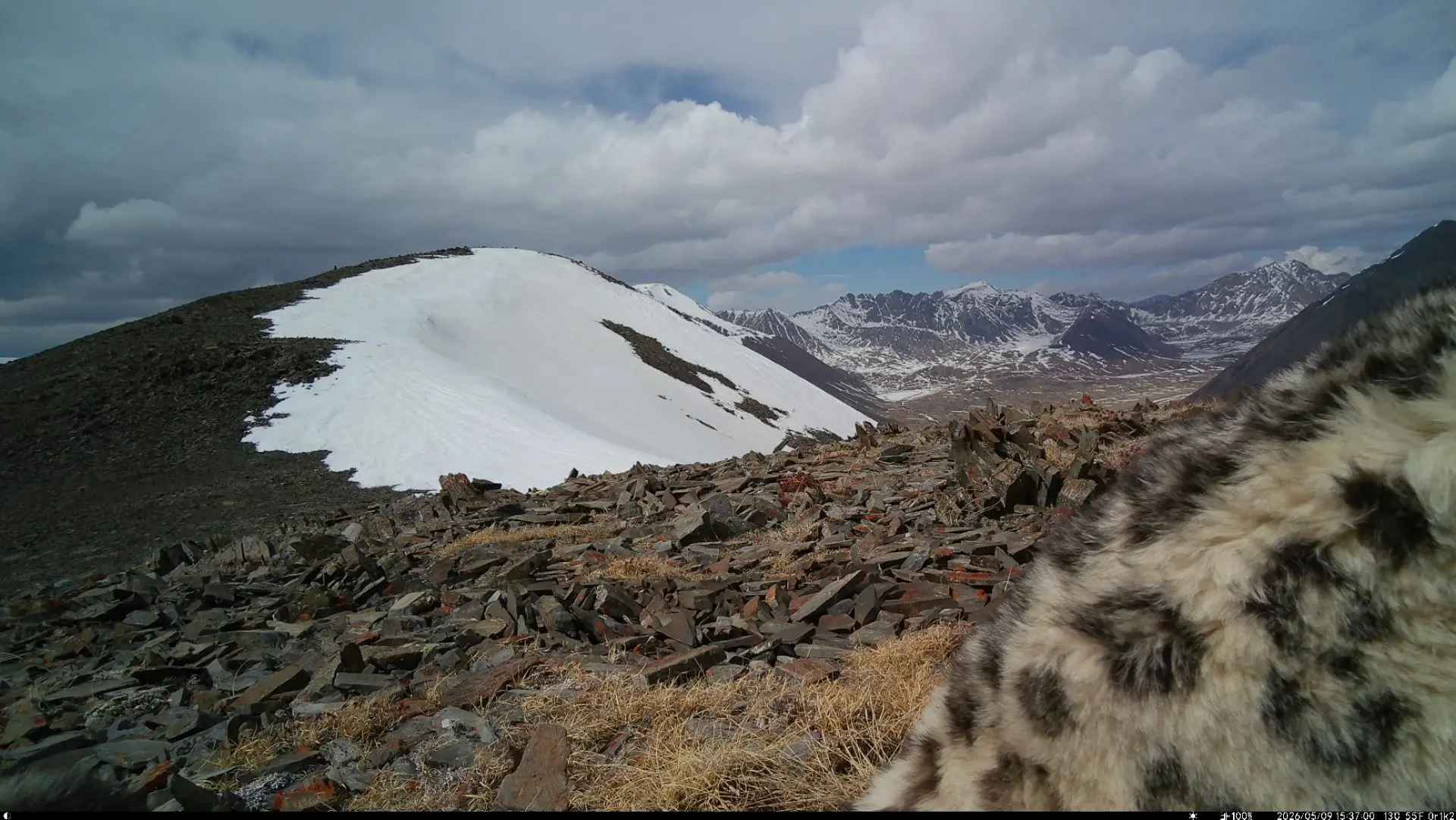 There is no limit to perfection - Series Snow Leopard, Snow Leopard, Chikhachev Ridge, Altai Mountains, wildlife, Predatory animals, Wild animals, Cat family, Big cats, Phototrap, Satyr, MAX messenger (link), Longpost