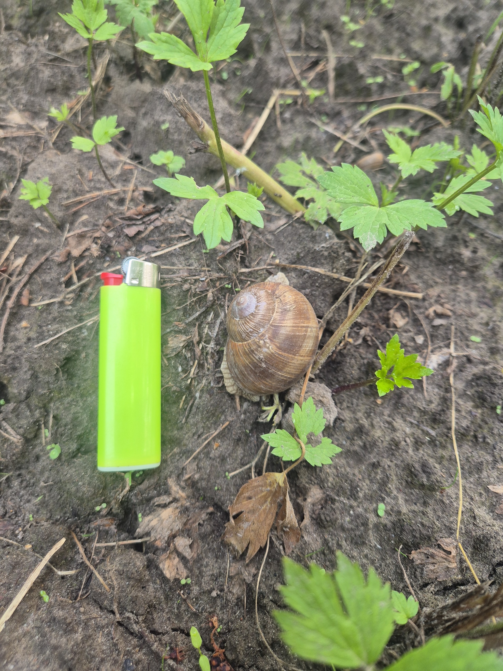 Parasites or the war with female invertebrates) - My, Akademgorodok, Novosibirsk, Snail, Pests, Mat, Longpost