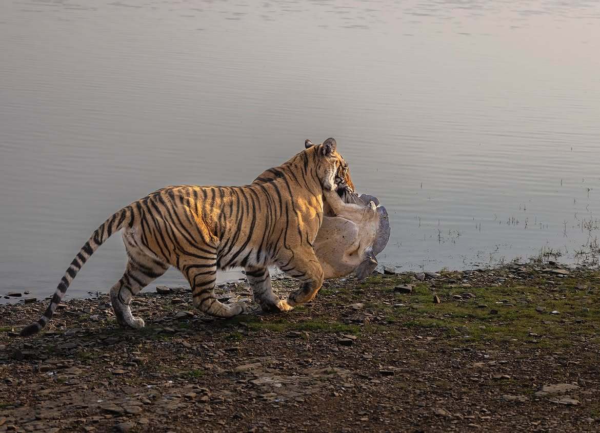 Turtle lover - Series Tigers, Bengal tiger, Tiger, Big cats, Cat family, Predatory animals, Wild animals, wildlife, India, Mining, The photo