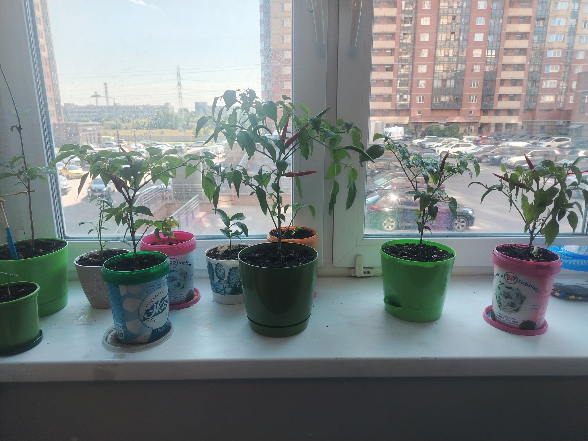 Join the ranks of capsaicin eaters! - My, Pepper farming, Humor, Longpost