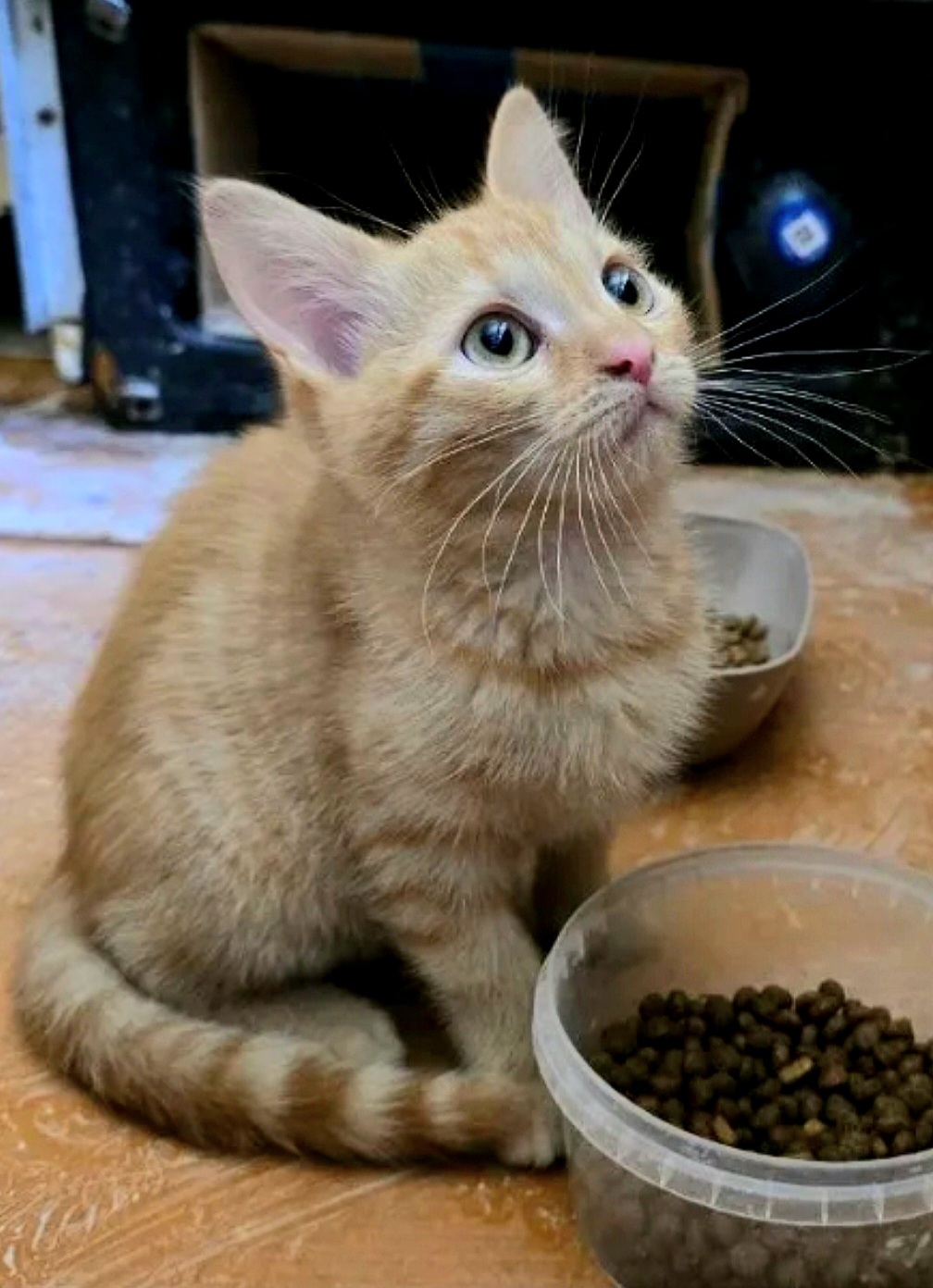 Little Ryzhik dreams of a big, happy family. He's located in Lipetsk. Delivery to other cities is available. - My, In good hands, Good deeds, Kittens, Lipetsk, Voronezh, Video, Vertical video, Longpost