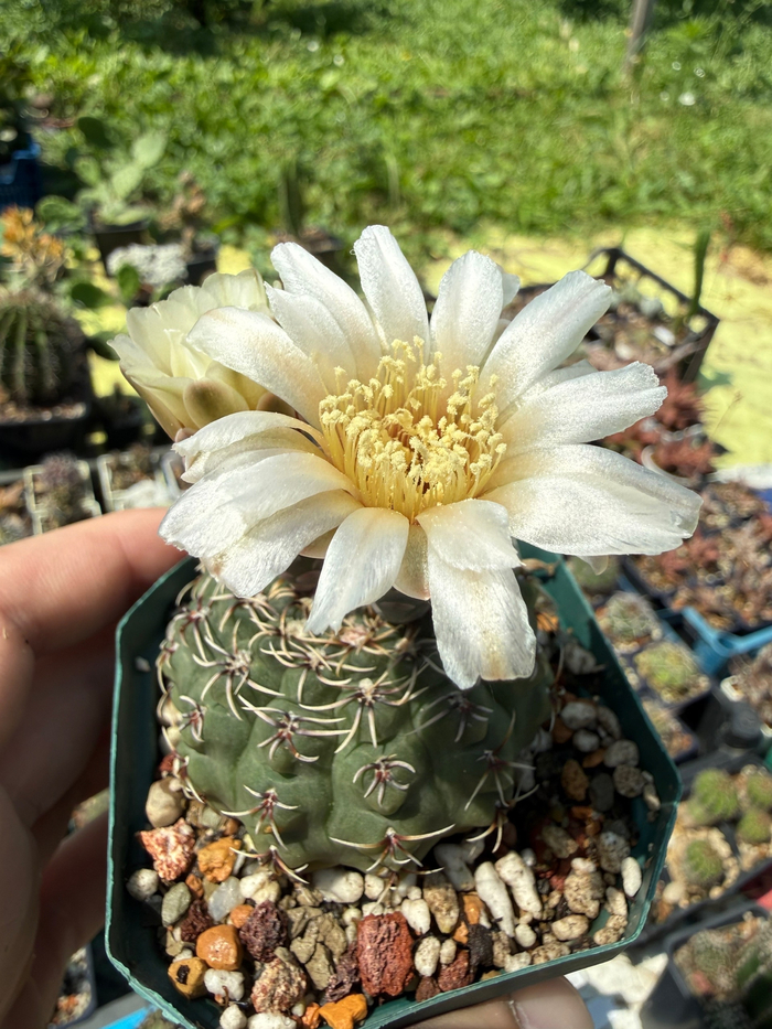 ������ �����