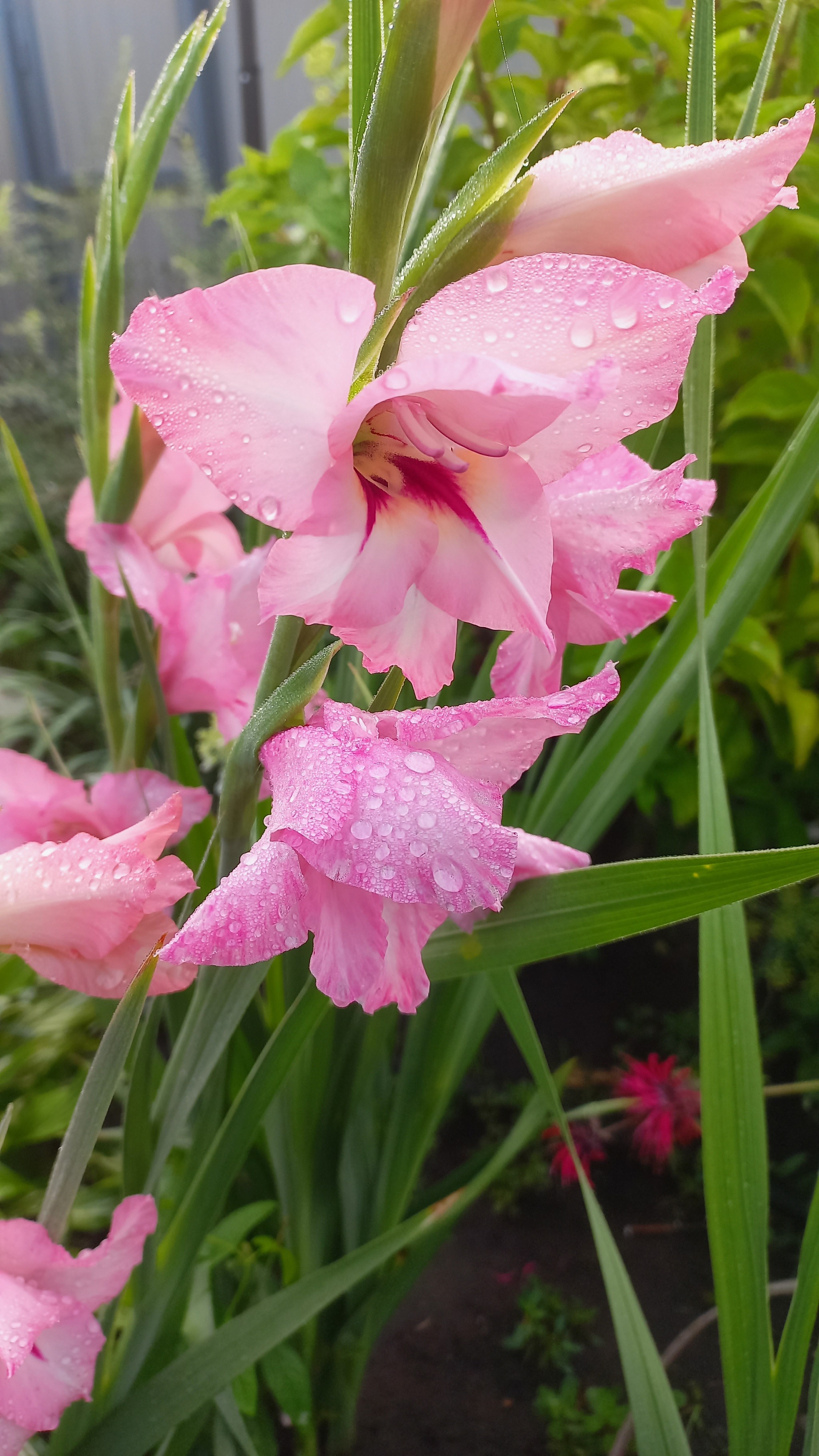 Flowers 8 - My, Summer, Flowers, Dacha, Mobile photography, Rain, July, Longpost