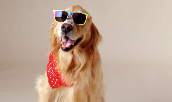 You'll never get bored with me - 7 dog breeds that will keep you entertained at home - My, Dog, A selection, Pug, Corgi, French Bulldog, Golden retriever, Beagle, Welsh corgi pembroke, Jack Russell Terrier, Husky, Dog breeds, Longpost, Series Dog Collections