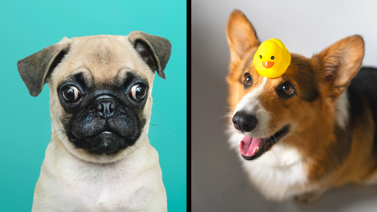 You'll never get bored with me - 7 dog breeds that will keep you entertained at home - My, Dog, A selection, Pug, Corgi, French Bulldog, Golden retriever, Beagle, Welsh corgi pembroke, Jack Russell Terrier, Husky, Dog breeds, Longpost, Series Dog Collections