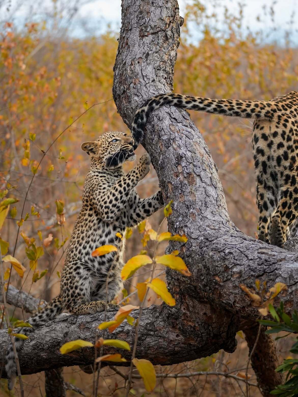 I won't let you in! - Young, Leopard, Big cats, Cat family, Predatory animals, Wild animals, wildlife, Reserves and sanctuaries, South Africa, Tail, Kus, The photo