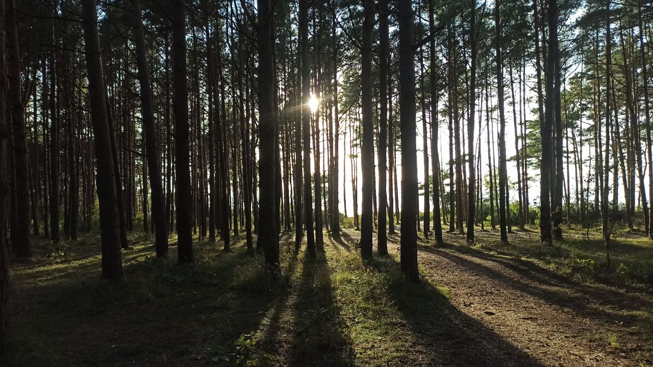 Let's end the work week right - My, A life, Sea, Evening, Beach, Kaliningrad region, Kaliningrad, Zelenogradsk, Cities of Russia, Relaxation, Recovery, Baltic Sea, Road, Fork, Russia, Pine, Sand, Longpost