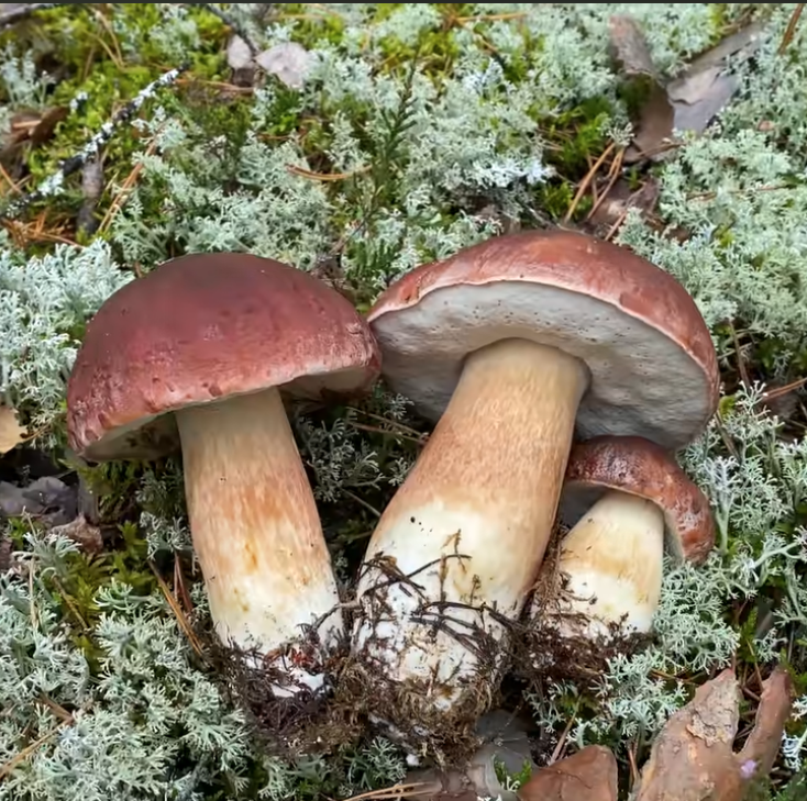 Mushroom pickers - My, Mushroom pickers, Dream, Memories, Longpost, , Peekaboo+
