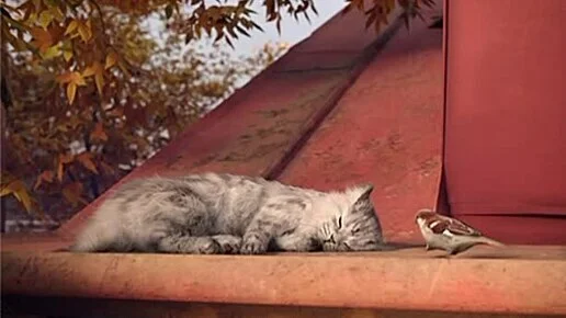 Barsik the cat became the security chief for a flock of sparrows. - Purring, cat, Sparrow, Roof, Good morning
