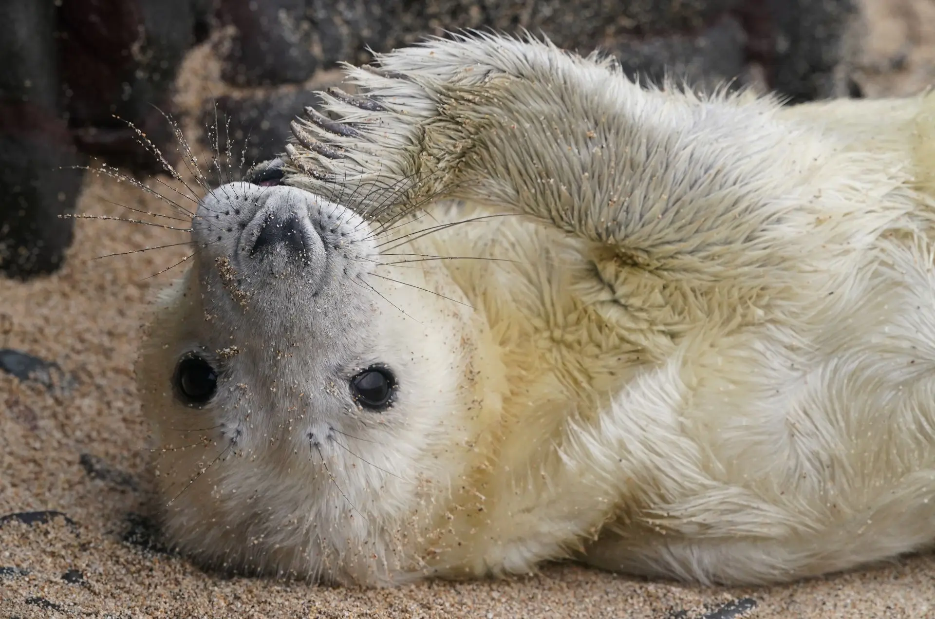 Everyone was marked and counted. - Series Pinnipeds, Grey seal, Seal, Tags, Accounting, Pinnipeds, Young, Predatory animals, Wild animals, wildlife, Great Britain, MAX messenger (link)