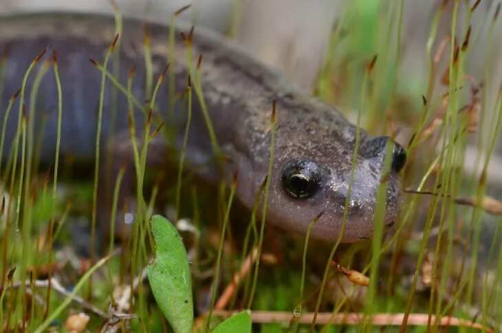The Siberian salamander. It invented cryosleep before any other science fiction writer. - Series Amphibians, My, Rare view, Nature, Amazing, wildlife, Amphibian, Amphibians, Freezing, Cryogenic freezing, Longpost