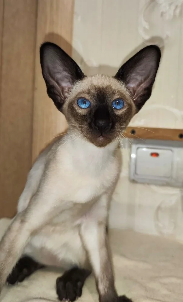 Cat, whiskers, paws, tail, what nickname should I come up with? - No rating, cat, Oriental cats, Siamese cat, Nickname, Longcat, Purring, Tarakhtelka, Rumbling, Nose, Wetness, Longpost