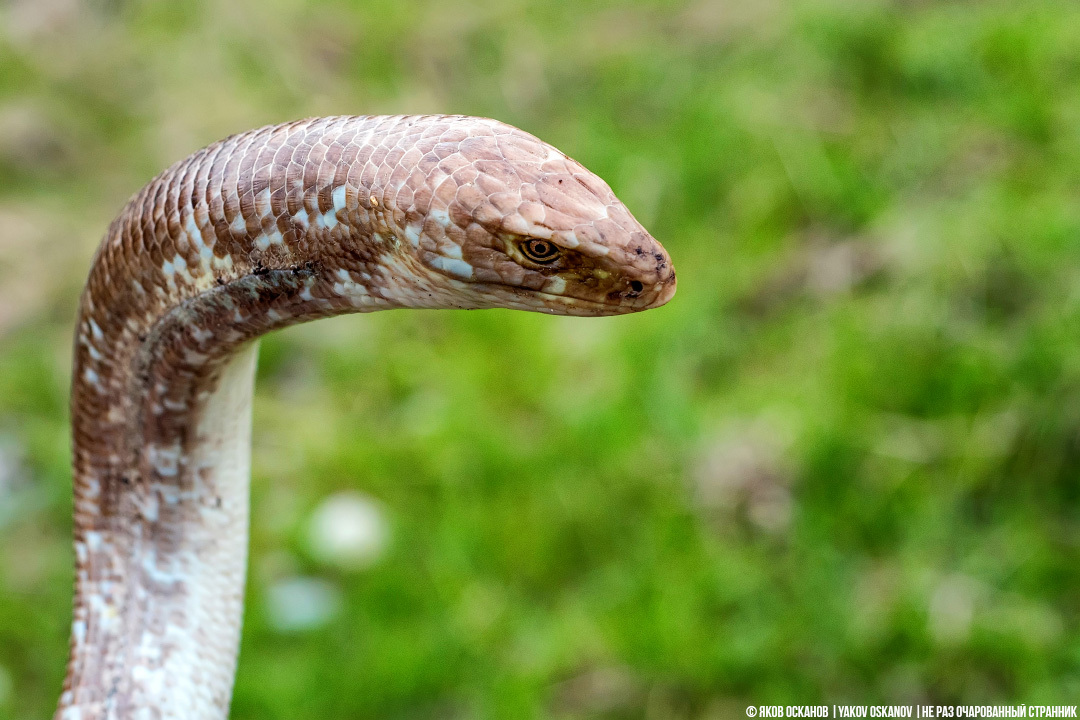 Yellowbelly or yellowbelly? Which is correct? - Series Cognitive, My, In the animal world, Rare view, Animals, Biology, Reptiles, Snake, Lizard, Longpost, Yellow-bellied