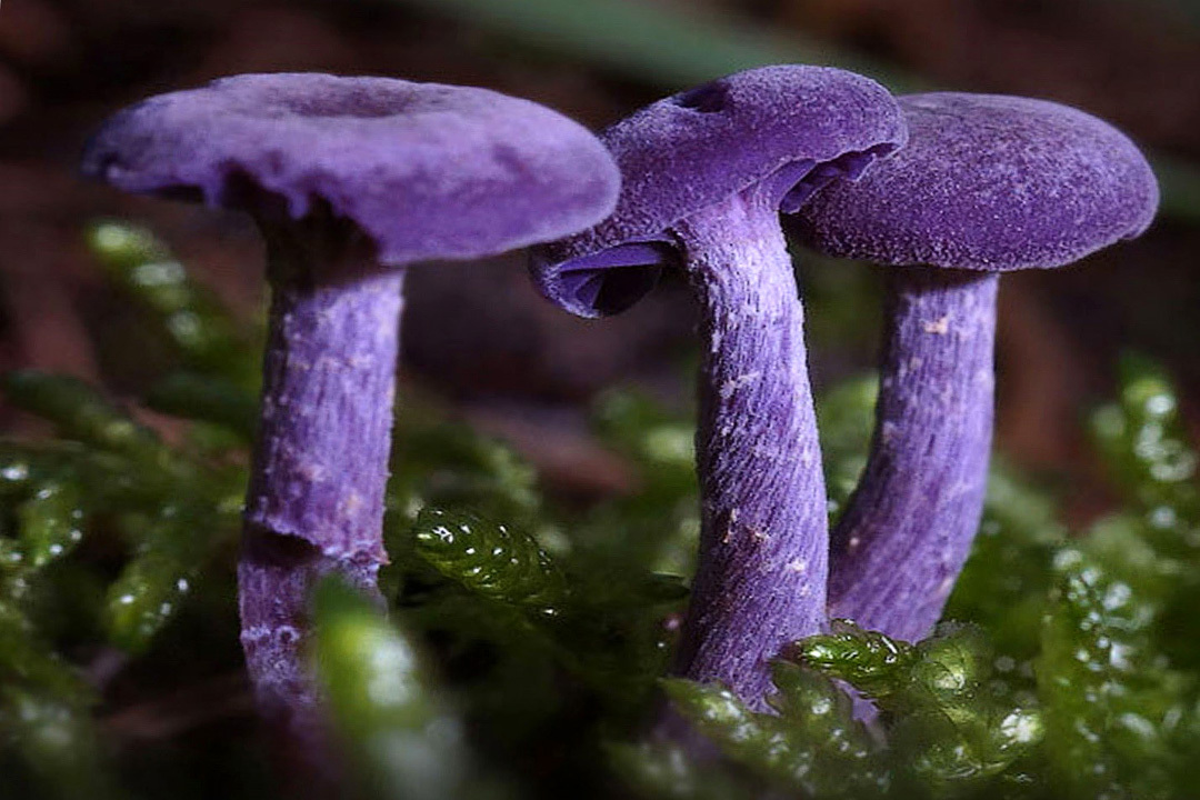 Amethyst varnish. Is it safe to eat? Why is it called the amethyst deceiver? - Series Cognitive, My, Biology, Rare view, Mushrooms, Longpost