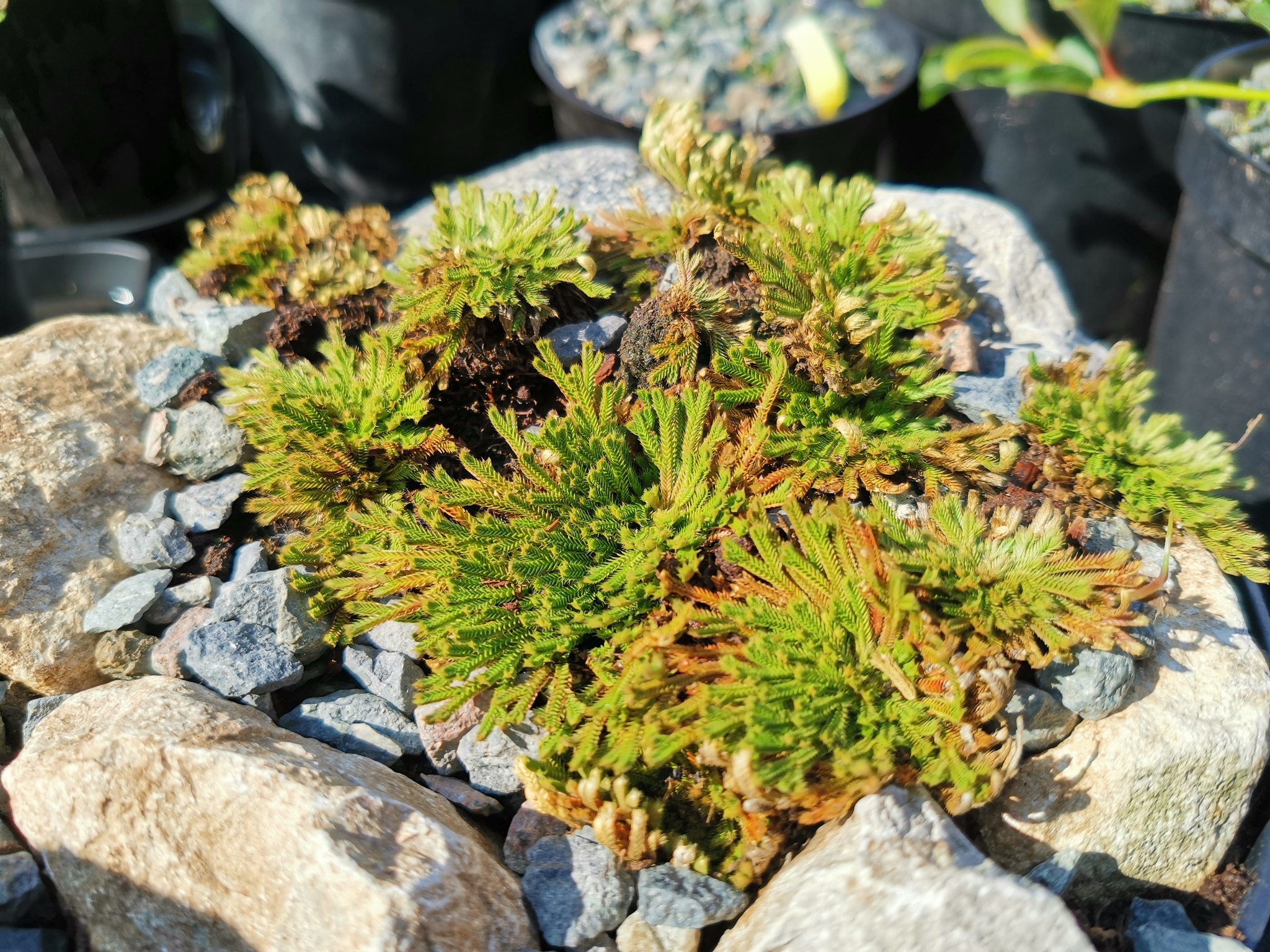 Club moss (Selaginella tamariscina) - My, Entertaining botany, The mountains