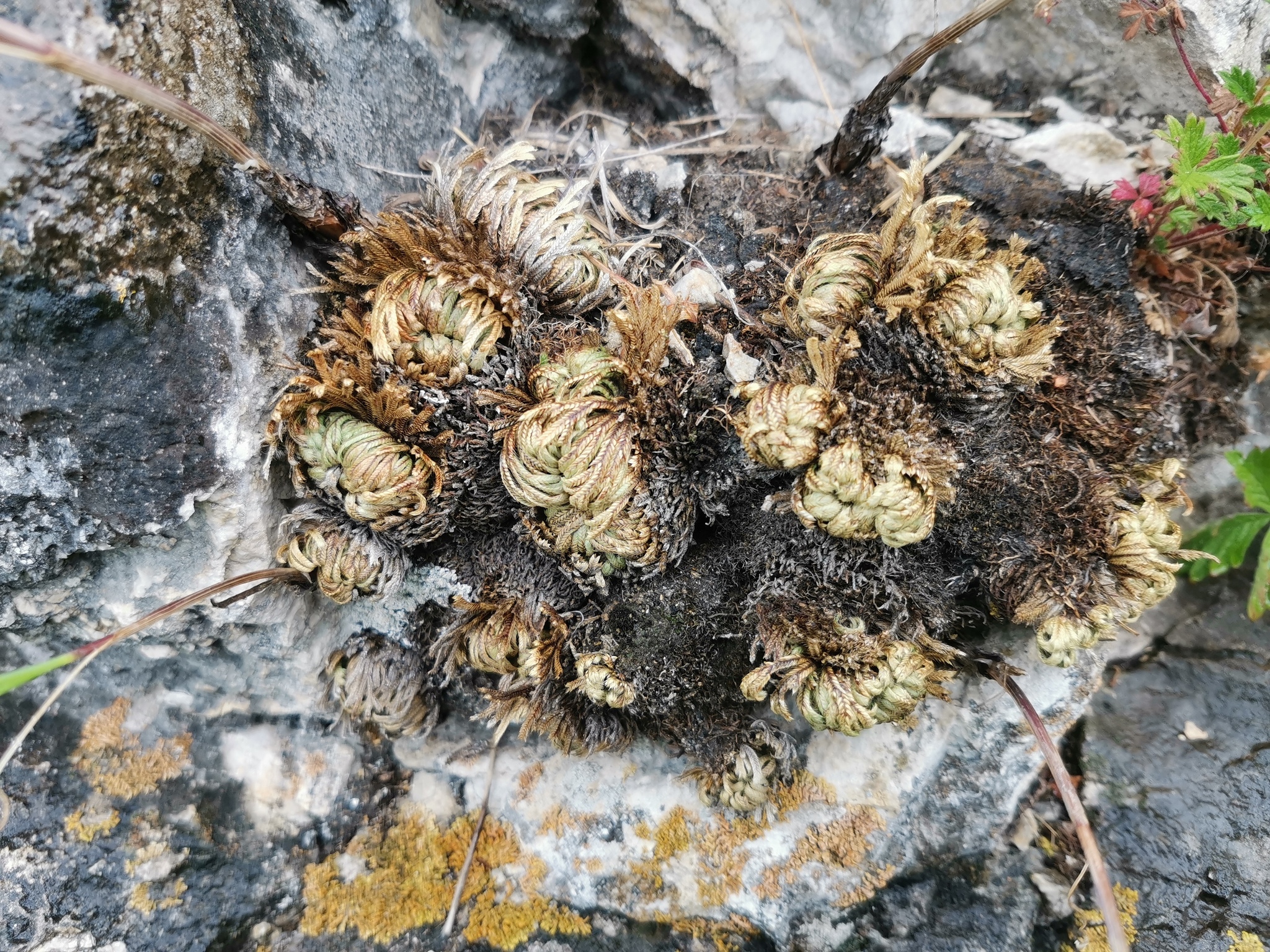 Club moss (Selaginella tamariscina) - My, Entertaining botany, The mountains