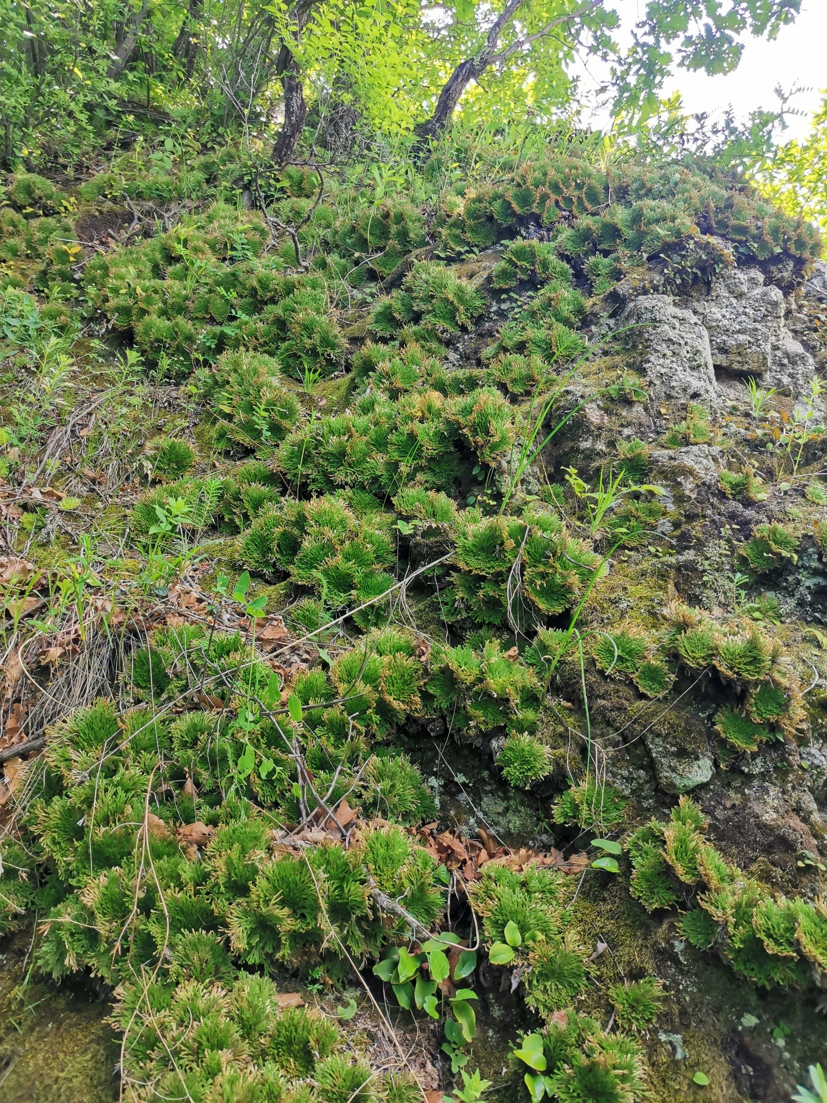 Club moss (Selaginella tamariscina) - My, Entertaining botany, The mountains
