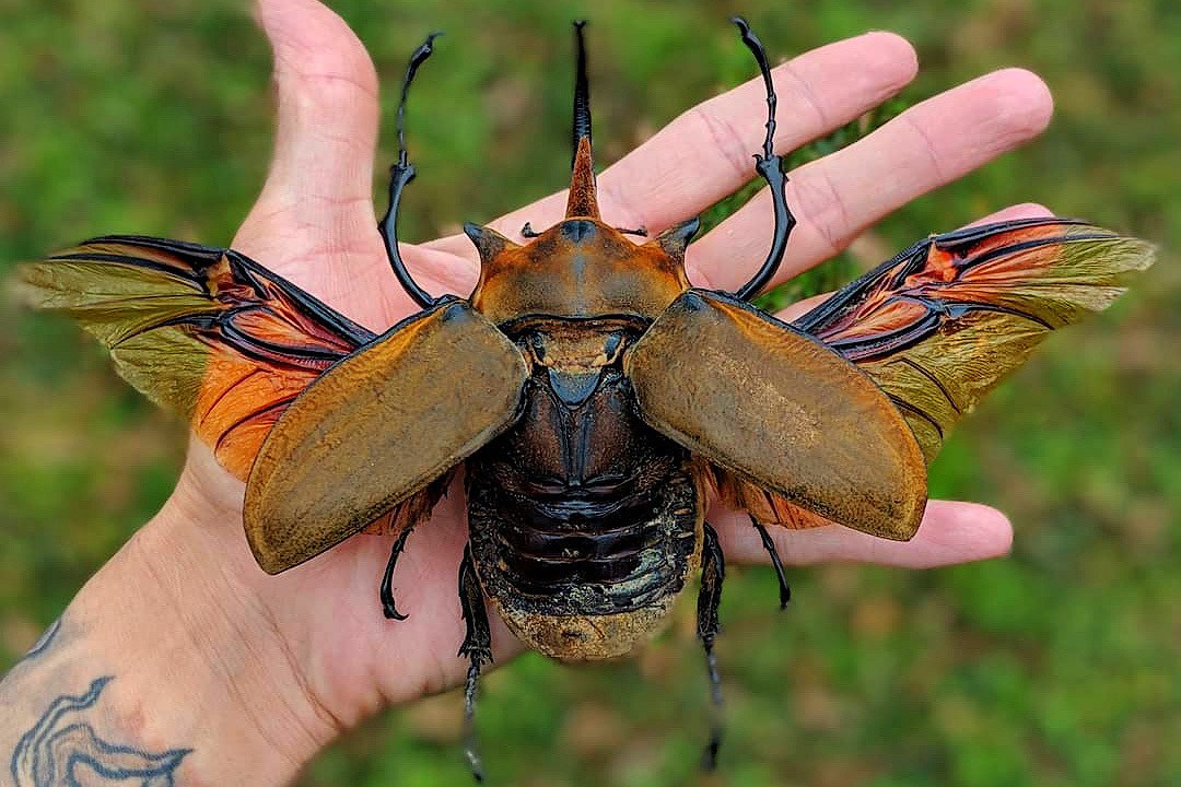 Elephant Beetle: A Rhinoceros at its Max - Series Cognitive, My, Rare view, In the animal world, Animals, Biology, Insects, Жуки, Longpost