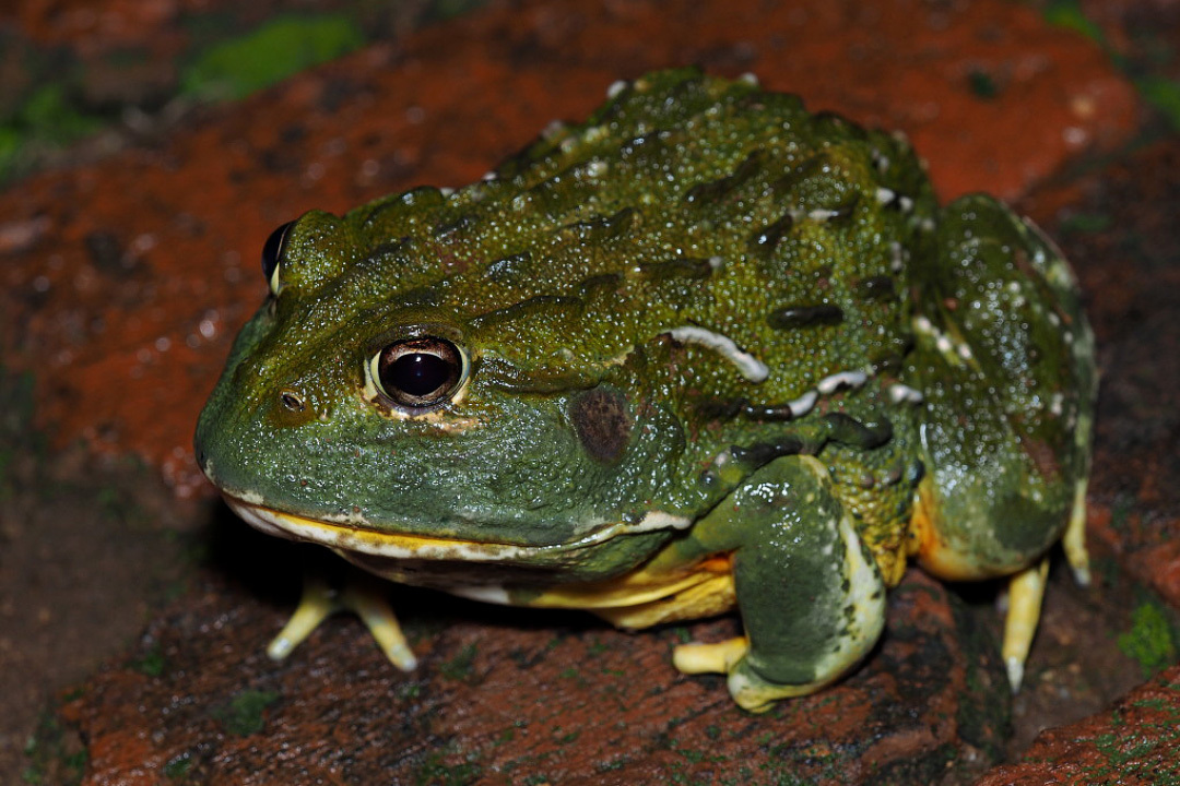 Long-lived, cannibalistic, dominant: a frog you can drink from - Series Cognitive, My, In the animal world, Rare view, Biology, Animals, wildlife, Amphibians, Frogs, Longpost