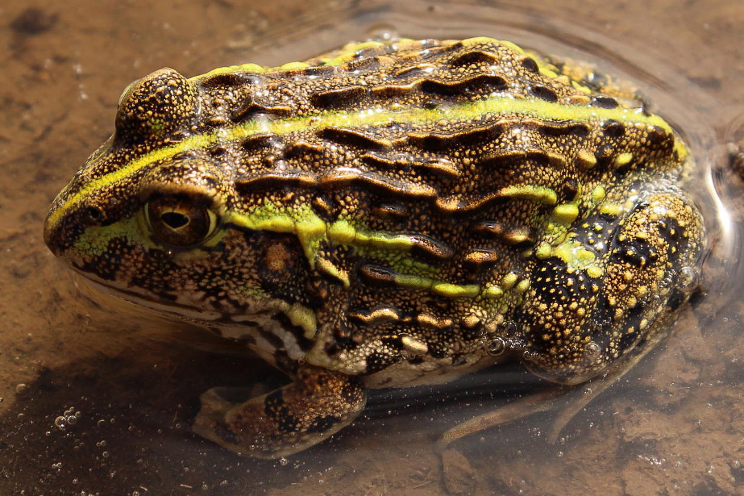Long-lived, cannibalistic, dominant: a frog you can drink from - Series Cognitive, My, In the animal world, Rare view, Biology, Animals, wildlife, Amphibians, Frogs, Longpost