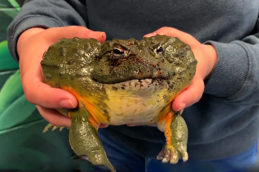 Long-lived, cannibalistic, dominant: a frog you can drink from - Series Cognitive, My, In the animal world, Rare view, Biology, Animals, wildlife, Amphibians, Frogs, Longpost