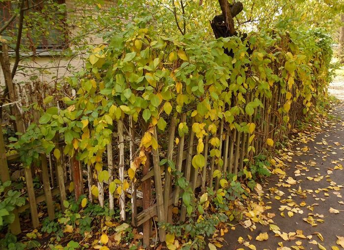 Обвойник осенью. Фото С. Одинца с сайта <!--noindex--><a href="https://pikabu.ru/story/obvoynik_grecheskiy_14210107?u=http%3A%2F%2Fplantarium.ru&t=plantarium.ru&h=a99e55320aea562513d8f75971d3e7338d0dbe18" title="http://plantarium.ru" target="_blank" rel="nofollow noopener">plantarium.ru</a><!--/noindex-->