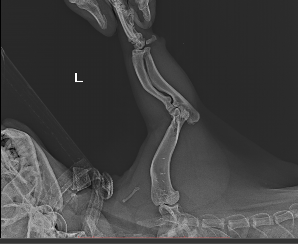 Munchkin cat. Elbow fracture. - My, Injury, Veterinary, Disease history, Animals, cat, Fracture, Treatment, Disease, Pets