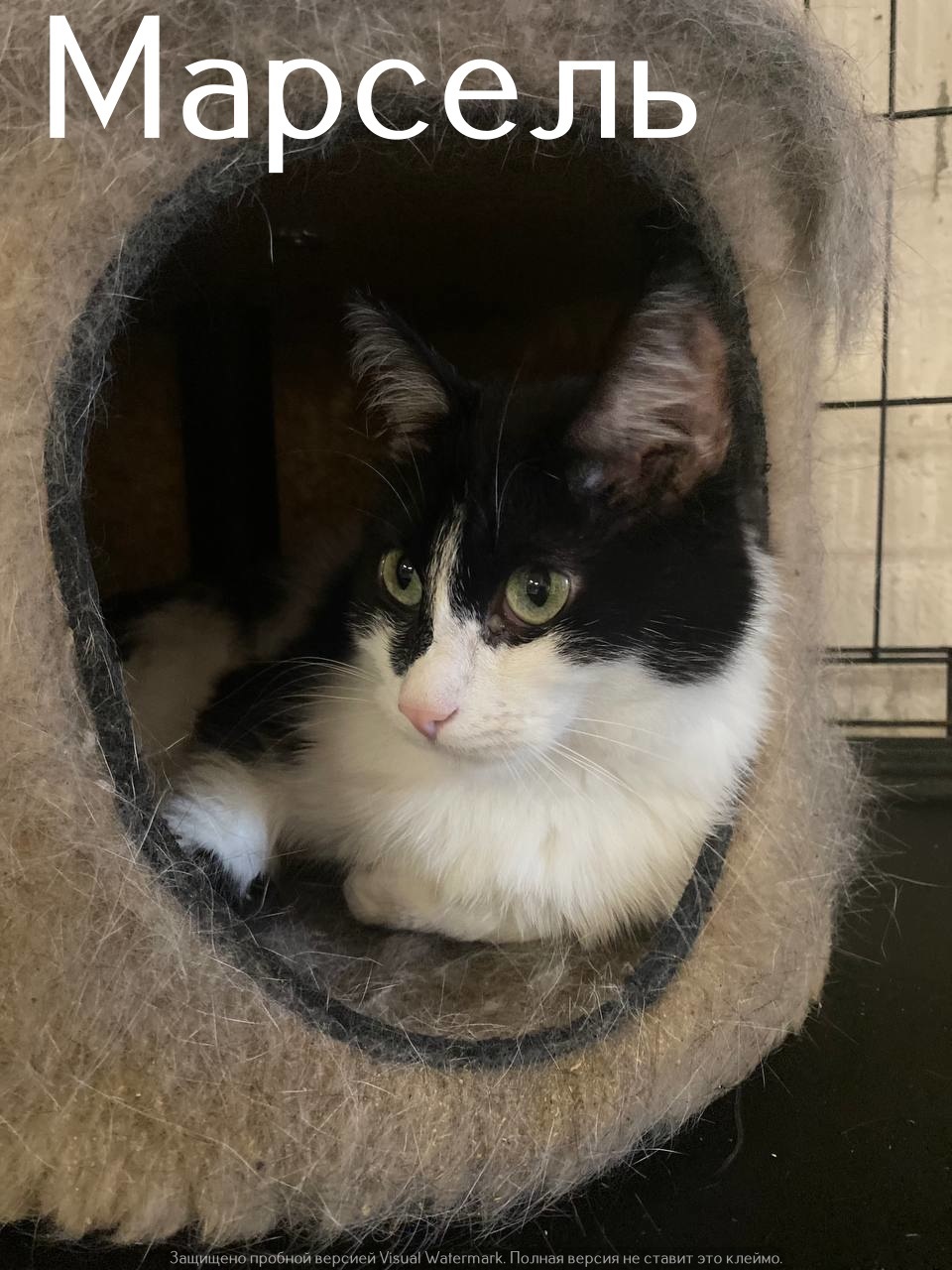 Life at the Kotoland Home Shelter 556 - My, Good league, In good hands, cat, Shelter, Lipetsk, Kindness, Shelter Cotoland, Longpost