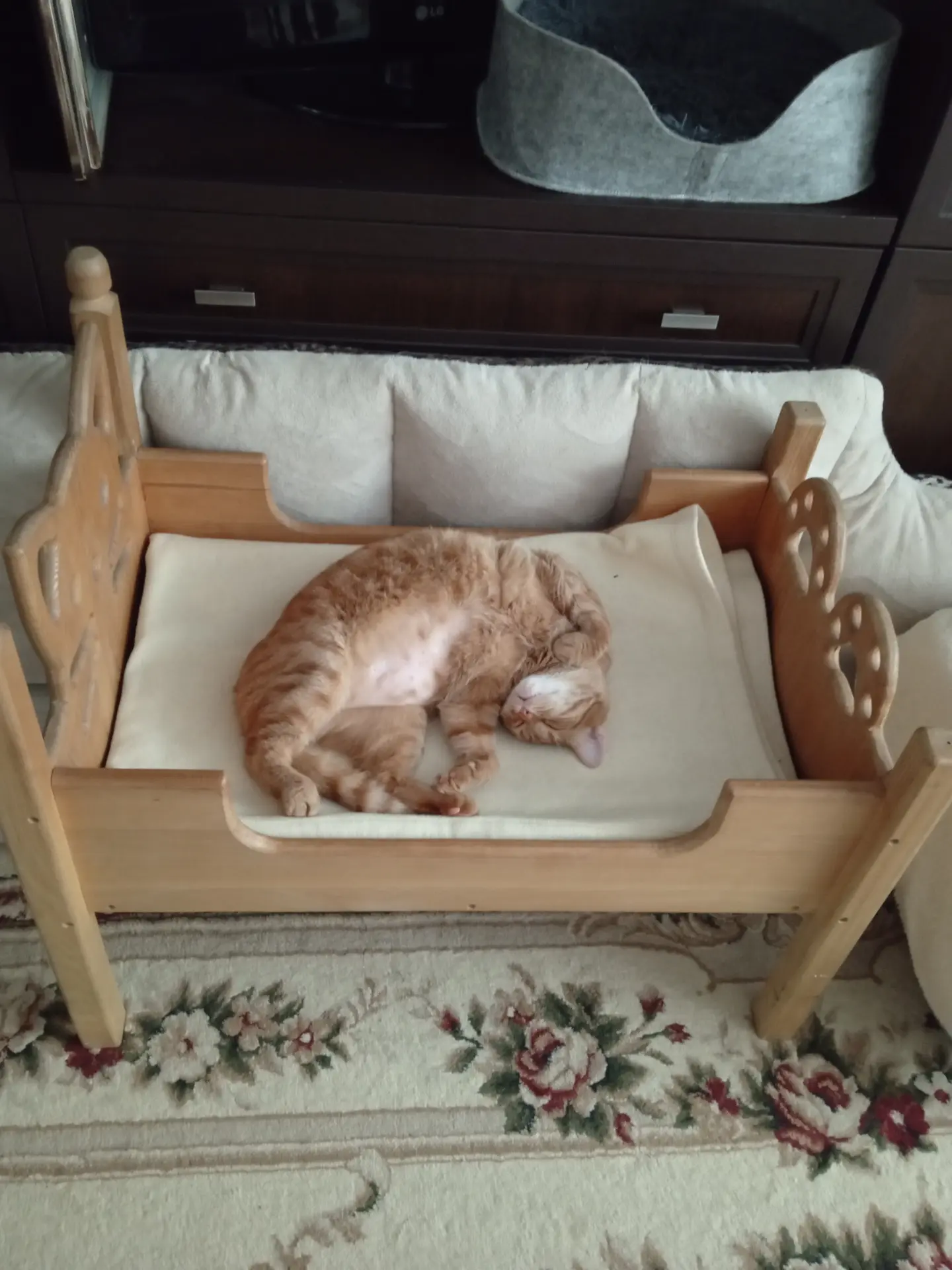 I brought a cat bed to my parents. - My, cat, Mammals, In the animal world, Kittens, Cat lovers, Cat family, Tricolor cat, Animal games