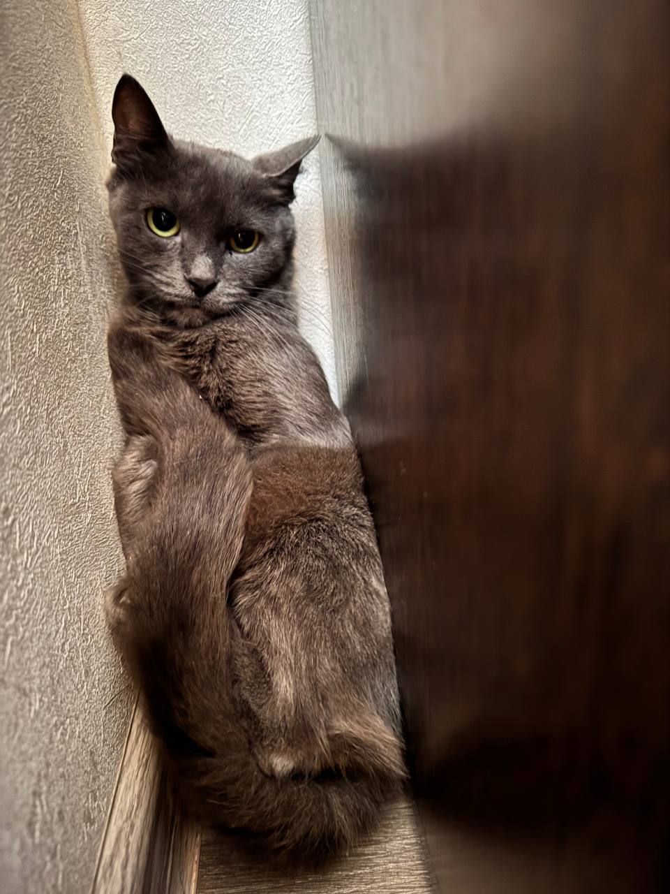 This cat is sure she's gone the wrong way. But she has no way back. - My, In good hands, Cat lovers, Care, cat, Kindness, Overexposure, Shelter, Good deeds, Good league, Veterinary, Homeless animals, Charity, Longpost