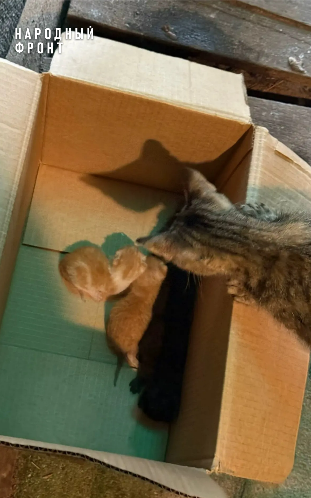 Our guys at the front have a four-legged reinforcement - My, The rescue, Front, Fighters, Heroes, Kittens, Longpost, cat