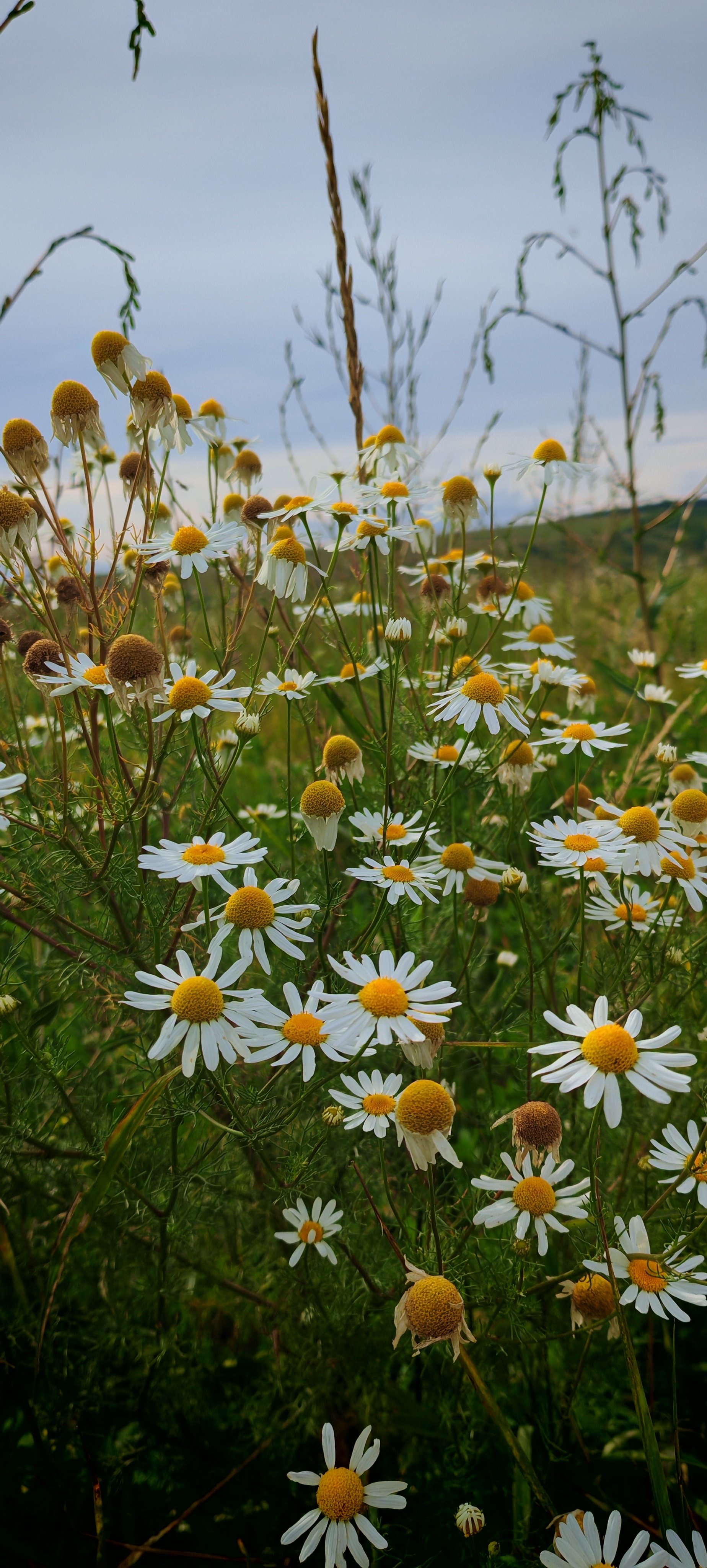 July - My, The photo, Mobile photography, Nature, Voronezh region, Longpost