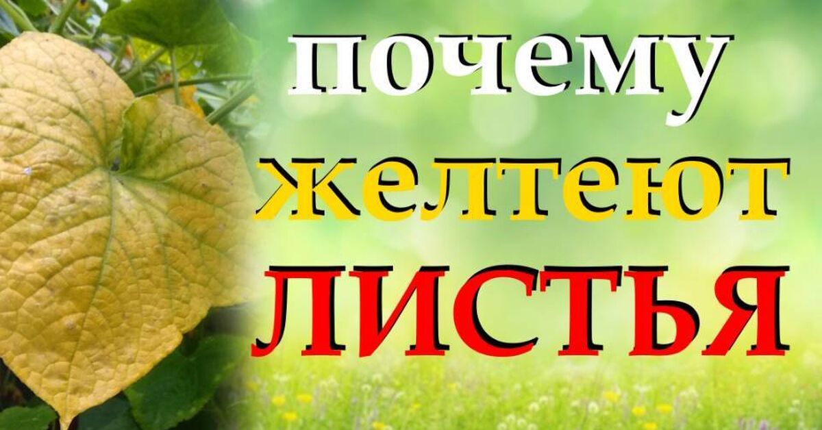I take one spoon and stir it into a bucket when the cucumber leaves turn yellow. - My, Gardening, Garden, Garden, Dacha, House, Cucumbers, Greenhouse, Greenhouse, Summer residents, Harvest, Land plot, Plant growing, Home construction, Growing, Video, Rutube