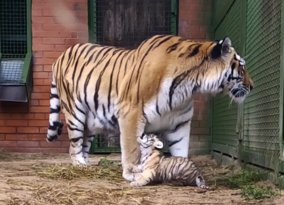 Striped Fate: Admire the Tigers of Moscow - My, Moscow Zoo, Tiger, Tiger Day, Longpost, Amur tiger, Tiger cubs, Cat family, International day, Video, Video VK