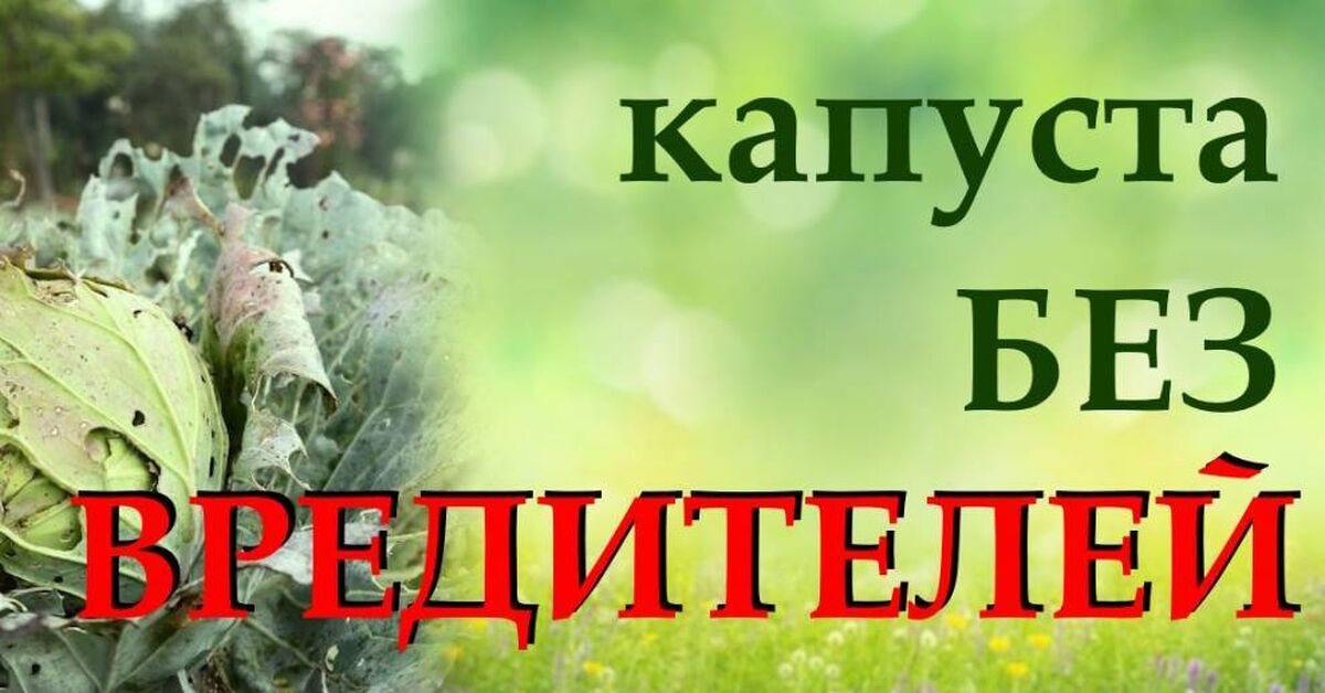 The main cabbage pests. Learn how to control cabbage pests using traditional methods. - My, Gardening, Garden, Garden, Dacha, House, Harvest, Pests, Cabbage, Land plot, Plant growing, Growing, Home construction, Video, Rutube