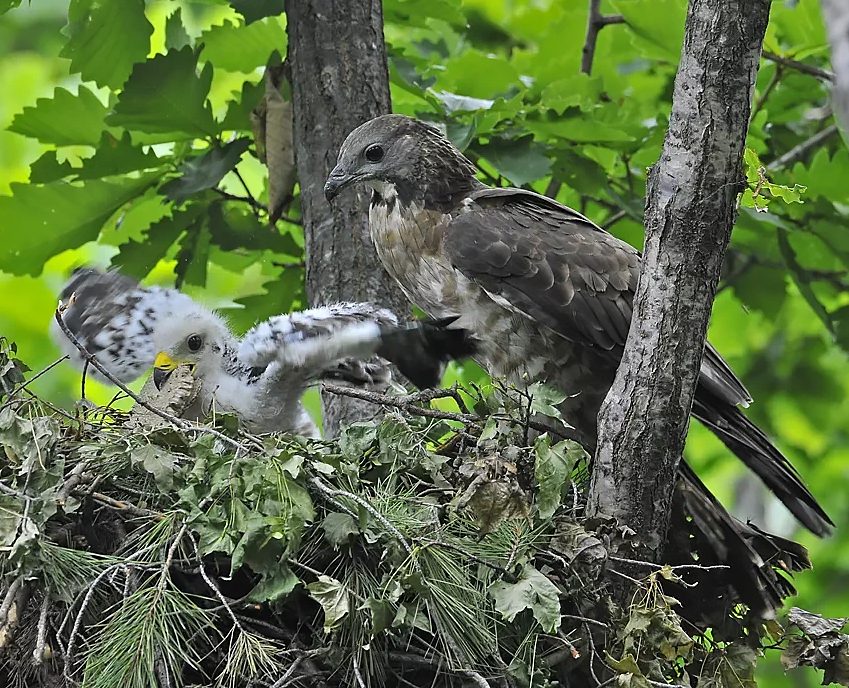 Unusual eating habits of a bird - Series Did you know , My, Biology, Informative, Facts, Nature, Animals, Nauchpop, In the animal world, Amazing, Astonishment, Birds, Pern, Video, Short videos, Longpost