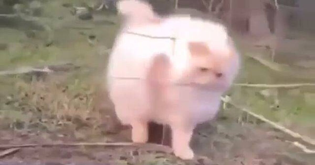 I told you I was fluffy, not fat. - Memes, Milota, Humor, Rutube, cat, Kittens, Paws, Cats and dogs together, Fluffy, Fat cats, Video, Short videos