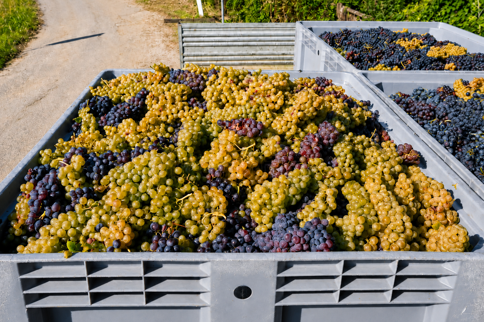 Blouge: A New Wine Trend That's Actually Years Old - My, Beverages, Article, Wine, Alcohol, Longpost