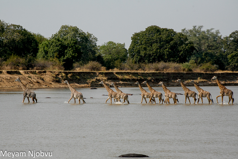 Giraffe: A neck isn't for treetops. The truth is much tougher. - Giraffe, Neck, Mammals, Animals, Wild animals, Herbivores, Artiodactyls, Ungulates, Zen, Yandex Zen, Yandex Zen (link), Longpost
