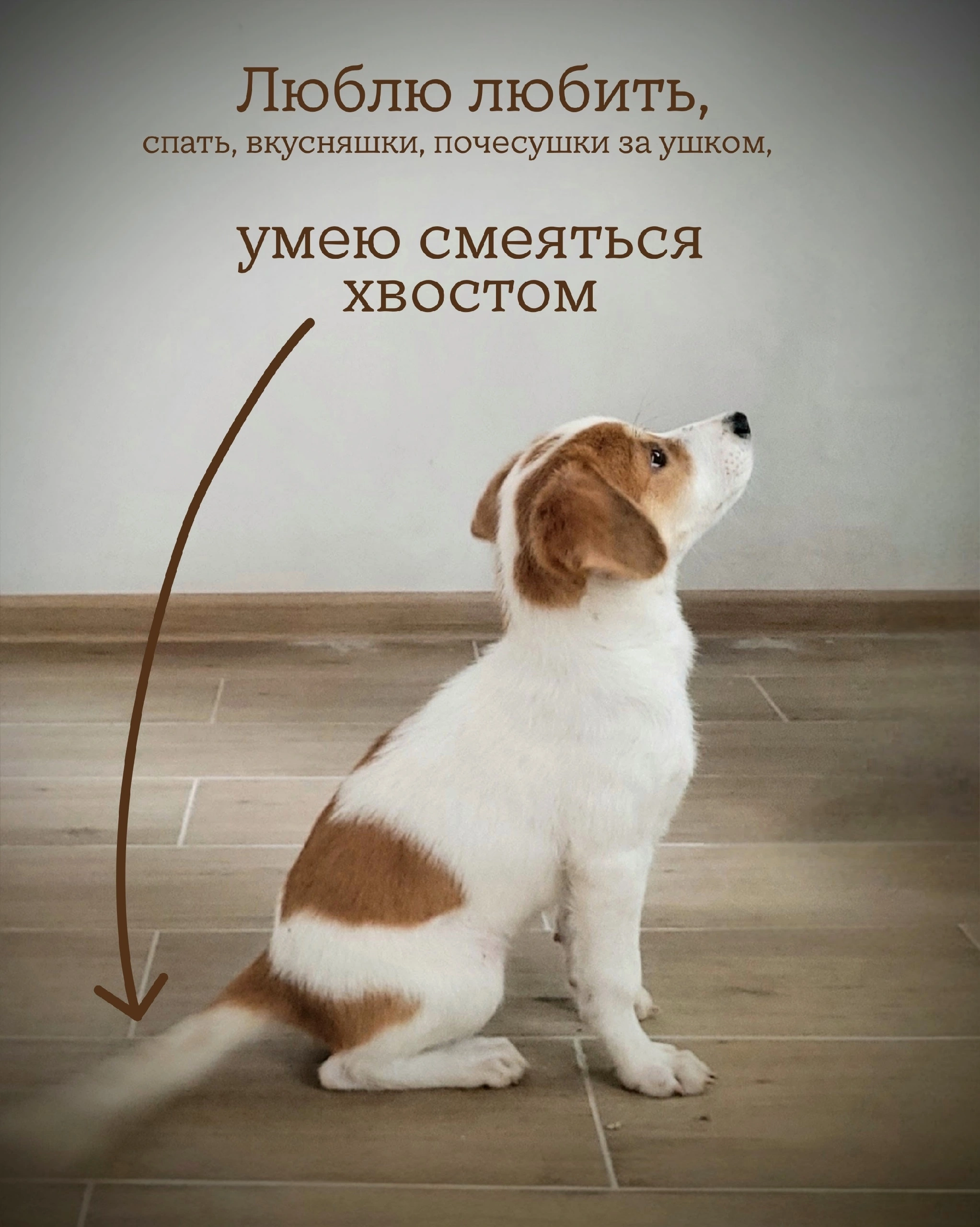 Looking for a home: A girl with a golden heart on her back is looking for someone to give her love to. - Puppies, In good hands, Moscow, Saint Petersburg, Voronezh, Lipetsk, Telegram (link), Longpost