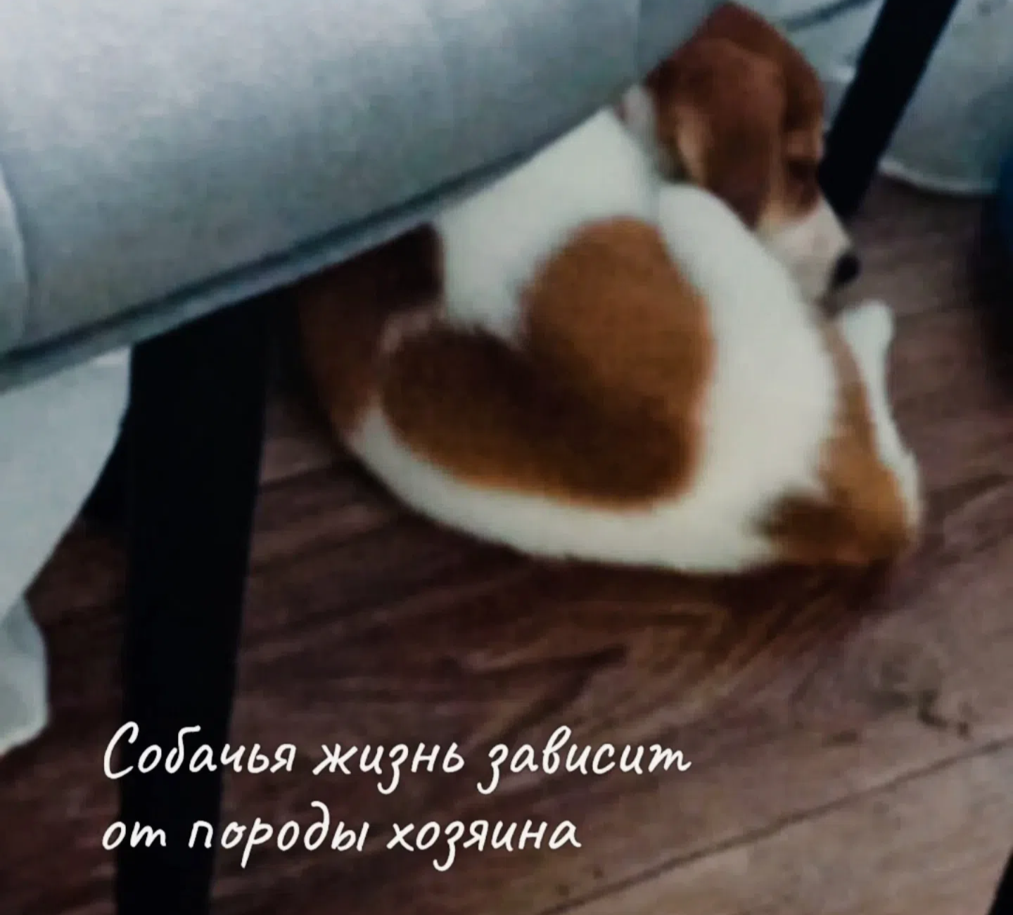 Looking for a home: A girl with a golden heart on her back is looking for someone to give her love to. - Puppies, In good hands, Moscow, Saint Petersburg, Voronezh, Lipetsk, Telegram (link), Longpost