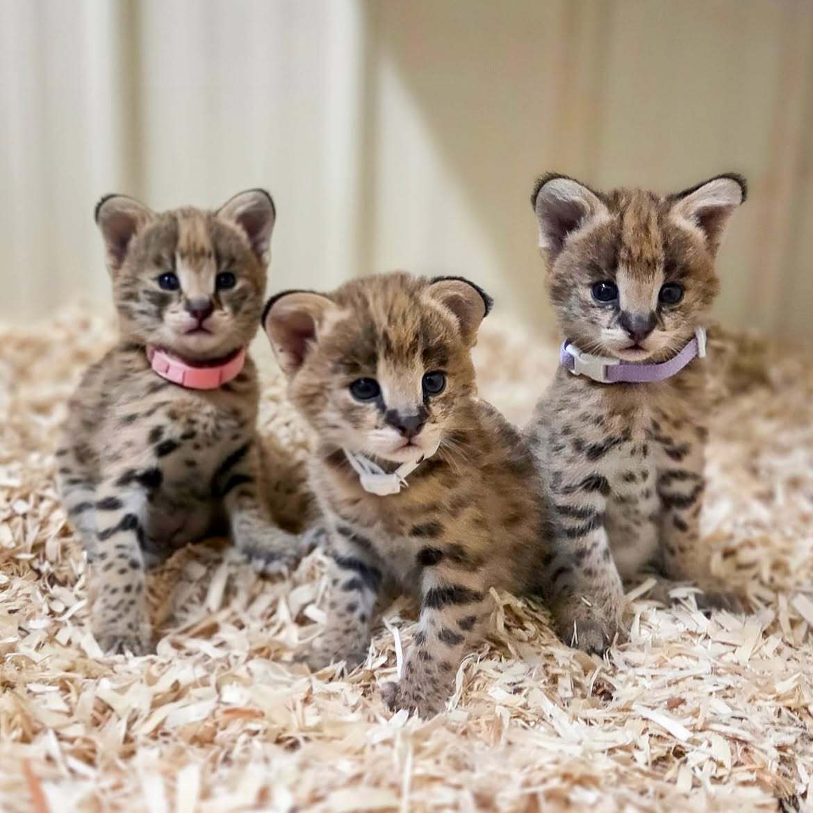 Meet David Attenborough, Rachel Carson, and Jane Goodall - Series Servals, Young, Serval, Small cats, Cat family, Predatory animals, Wild animals, Zoo, The photo, Video, Vertical video, Short videos, Longpost