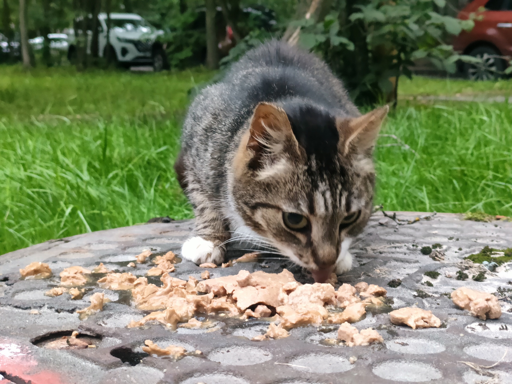 Why wet food? (Text below the photo) - My, Animals, Homeless animals, Milota, cat, Fat cats, Cat family, Purring, Cat's food, Volunteering, Tricolor cat, Meow, Helping animals