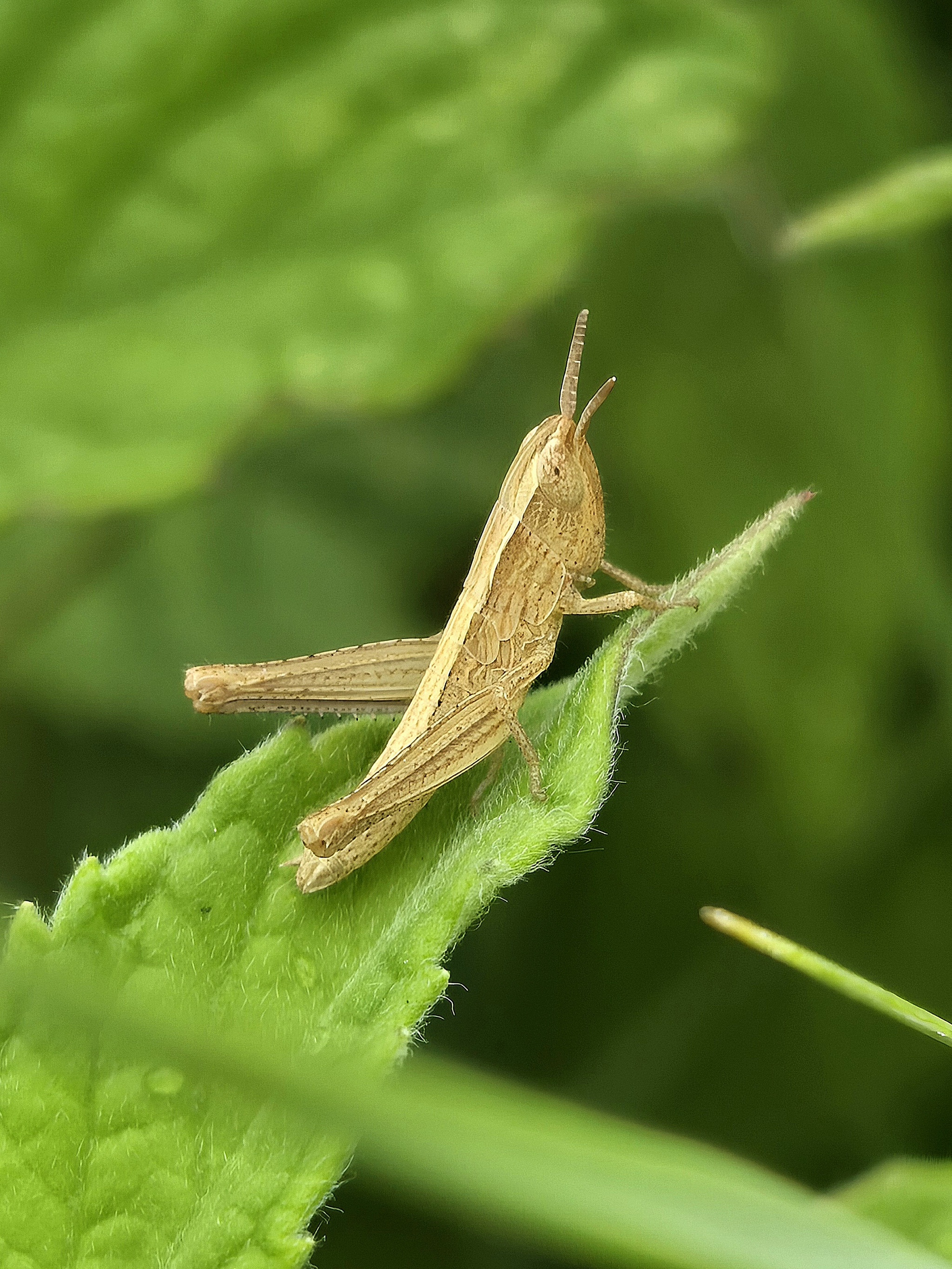 A few insects. Recognize them all? ;) Shot in Sochi - My, Insects, Жуки, Mantis, Bees, Macro photography, Sochi, Nature, The photo, Mobile photography, Forest, Milota, Greenery