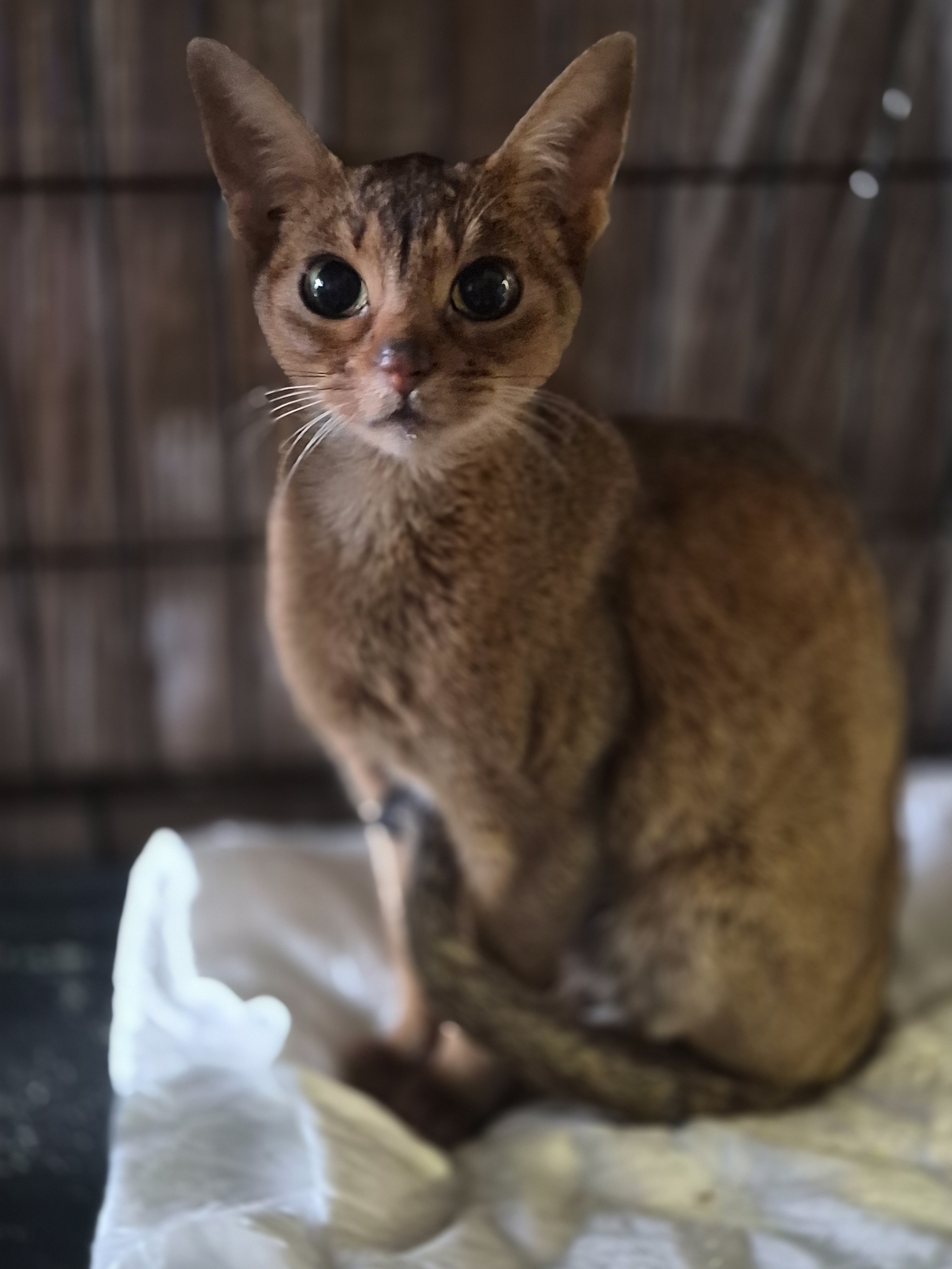 SOME NEWS about ABI - Series ABYSSINA Abi, My, Animal Rescue, In good hands, Abyssinian cat, Cat lovers, Homeless animals, cat, Lost, VKontakte (link), Short videos, Good league, Video, Vertical video, Longpost