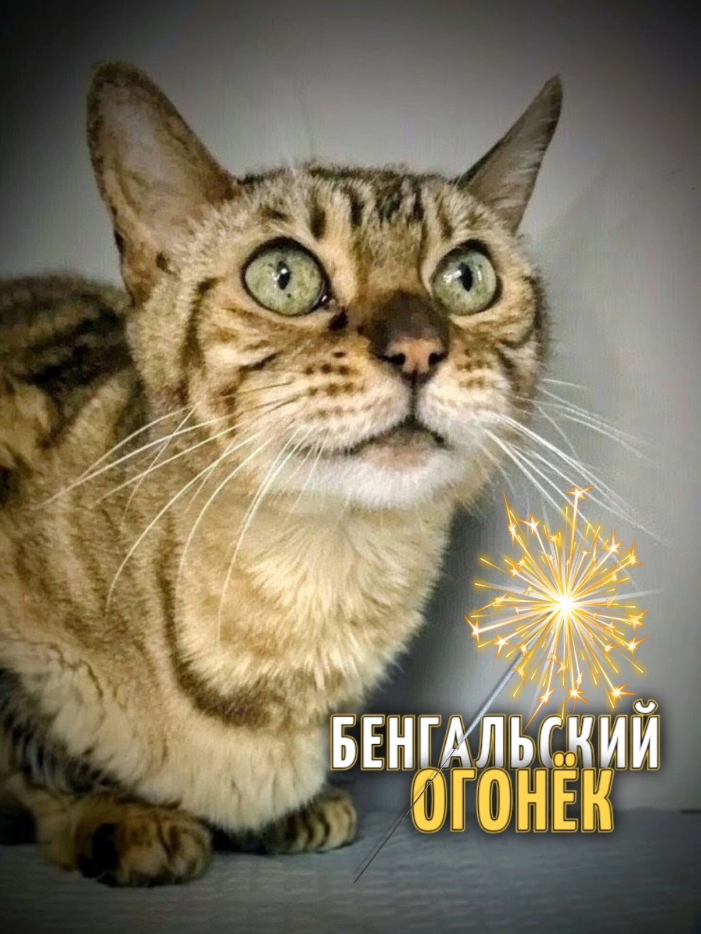 The grace of a panther and the soul of a dog: a red-haired beauty with a marbled coat is looking for a home. - cat, In good hands, Moscow, Saint Petersburg, Voronezh, Lipetsk, Telegram (link), Longpost